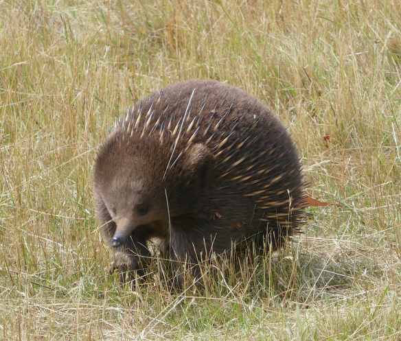 6.echidna