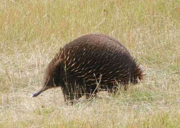 7.echidna