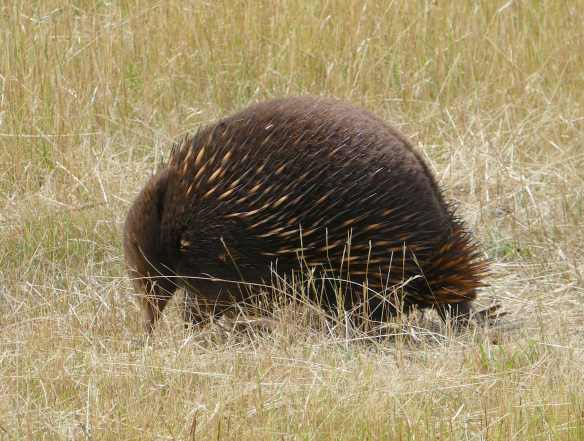 8.echidna