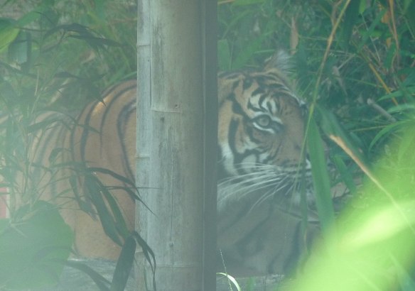 16.Sumatran Tiger