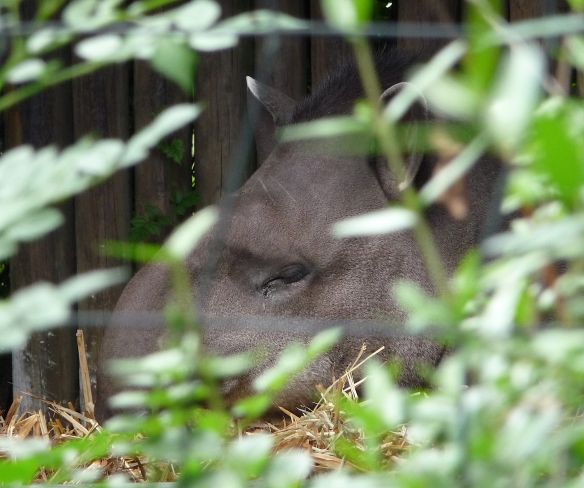 20.tapir