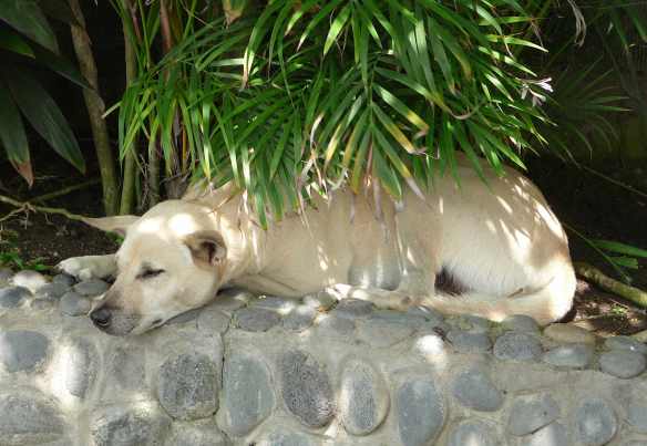 22.villa dog