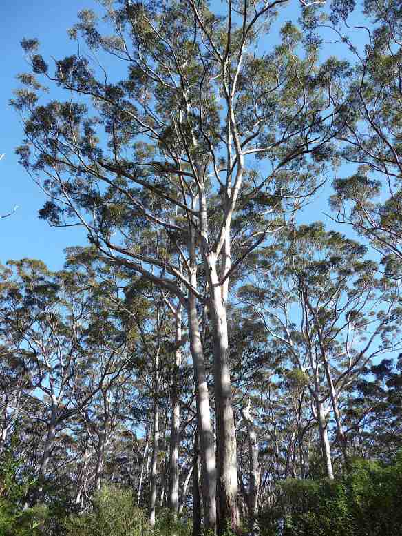 3.Karri forest