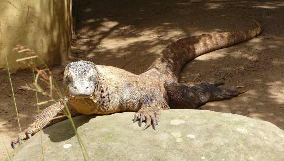 38.Komodo Dragon