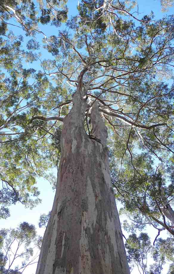 5.Karri tree