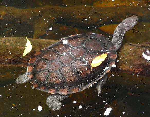 51.Eastern snake-necked turtle