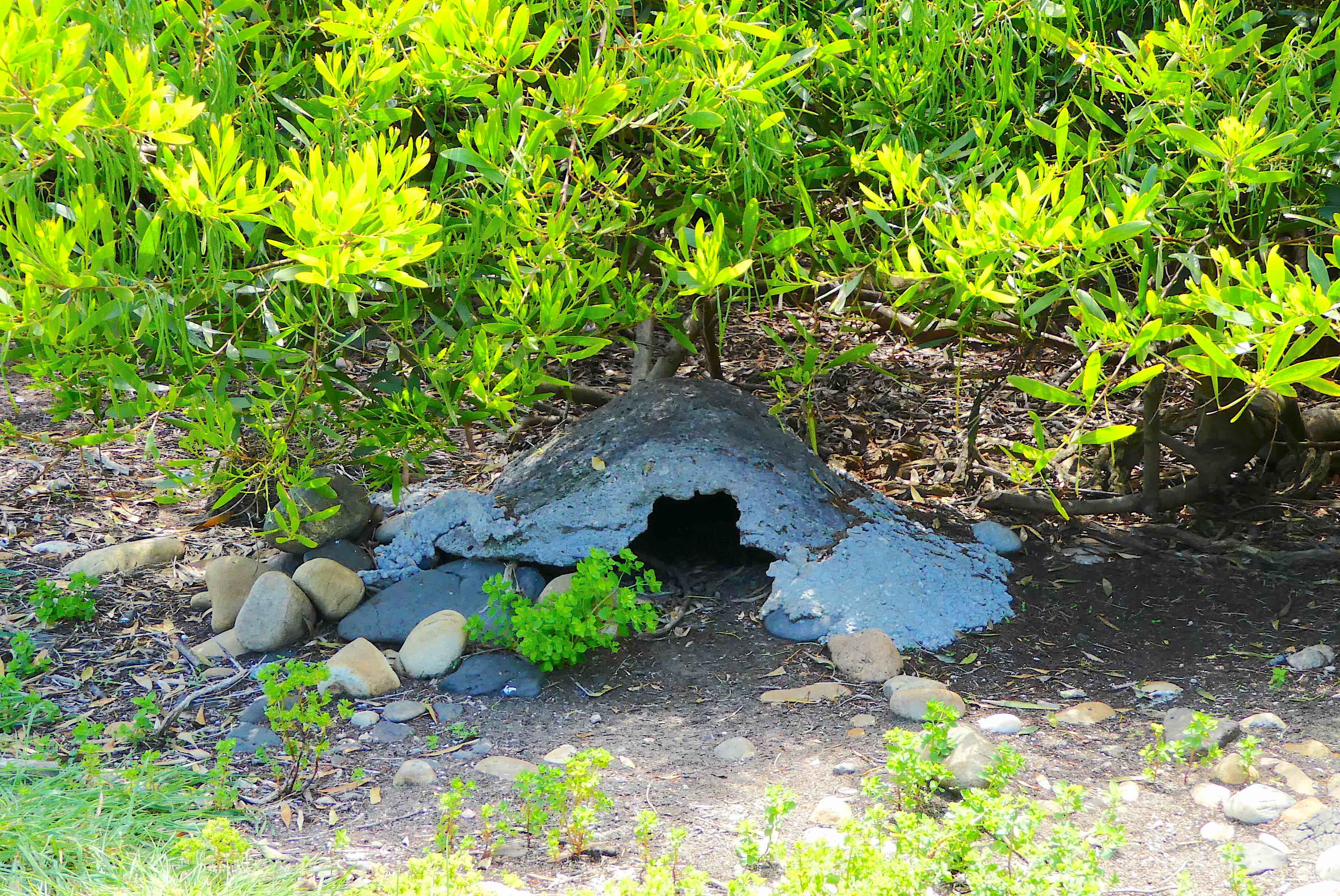7.penguin burrow