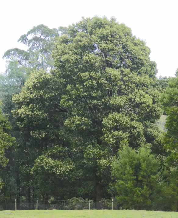 1.Tasmanian blackwood