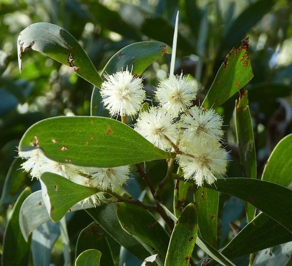 2.Tasmanian blackwood flowers