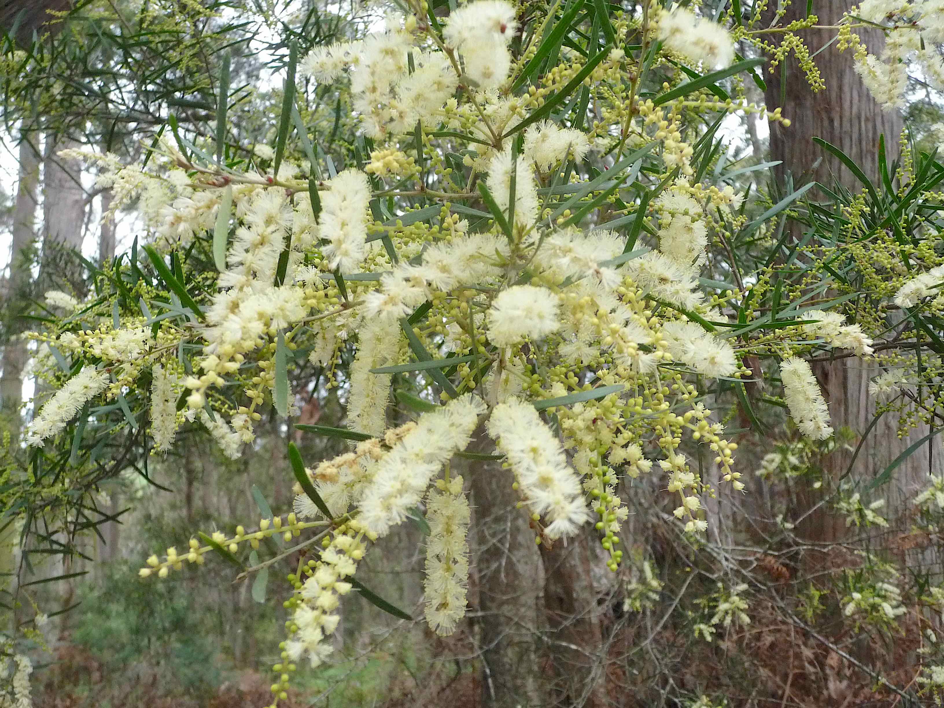 7.Narrow-leaved Wattle