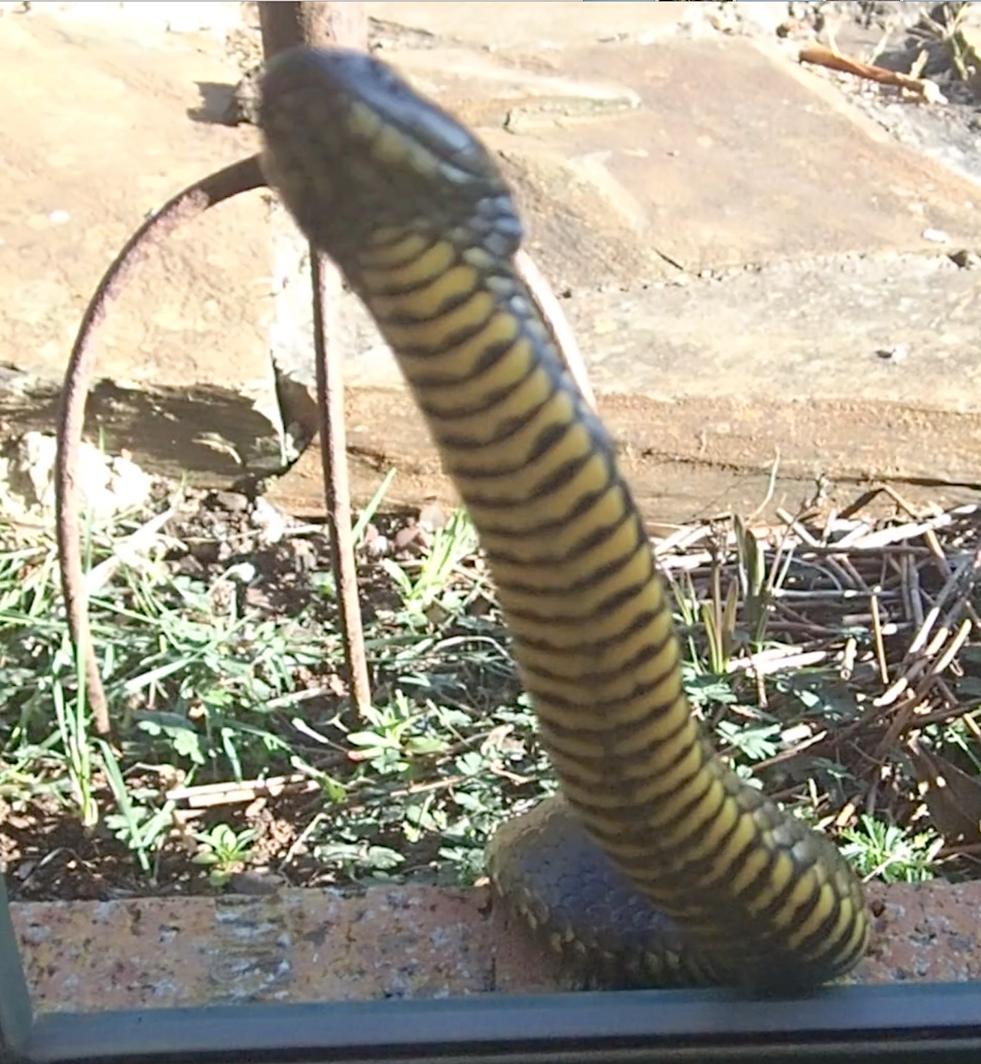 14.fabulous markings