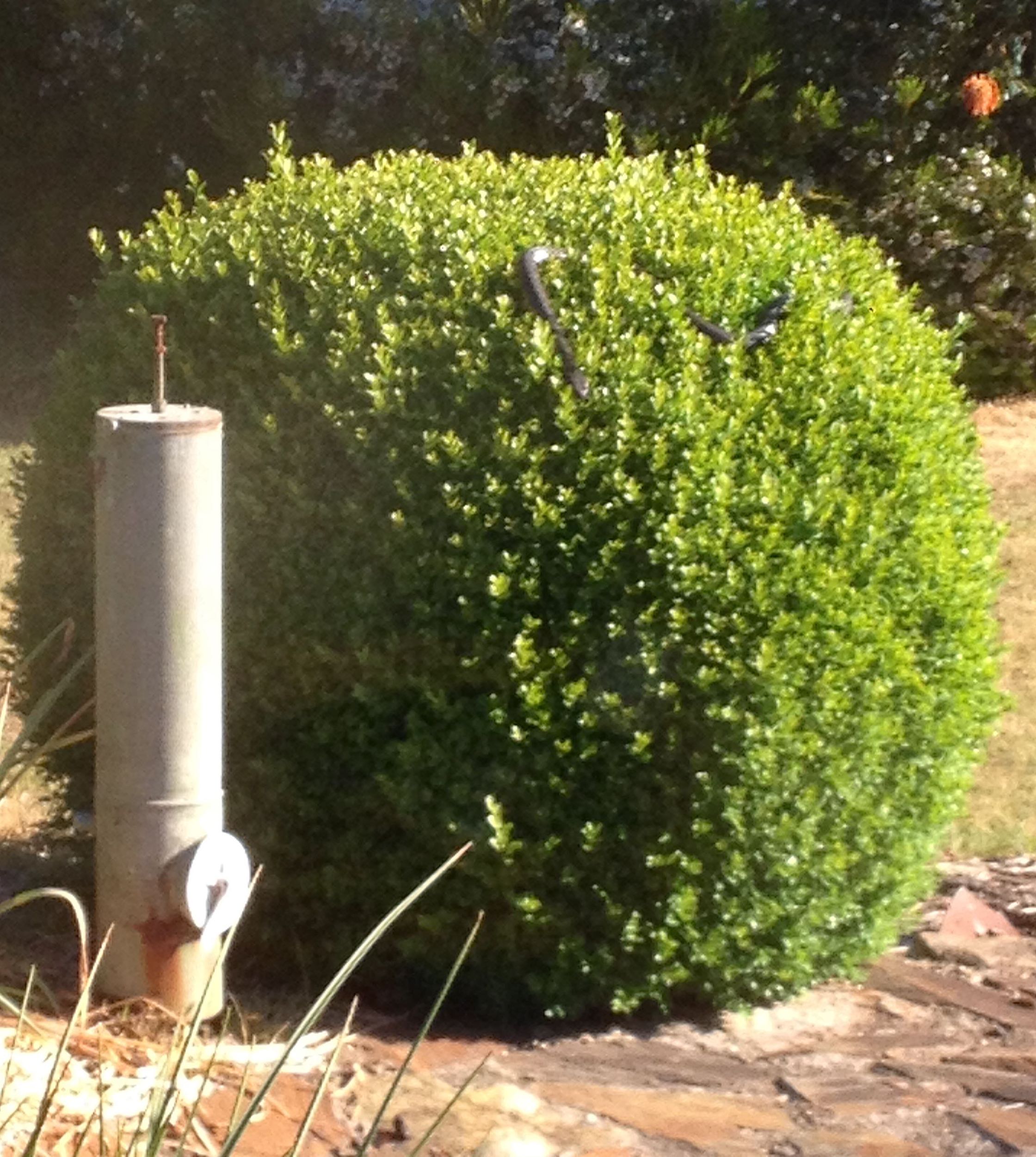 2.waiting for the birds