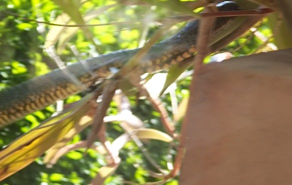 6.crossing to pot plant