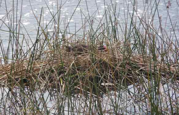 12.nesting Purple Swamphen