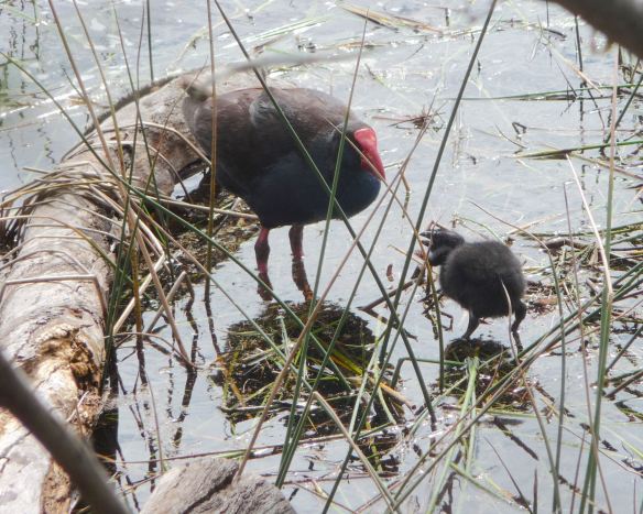 13.Purple Swamphen with chick