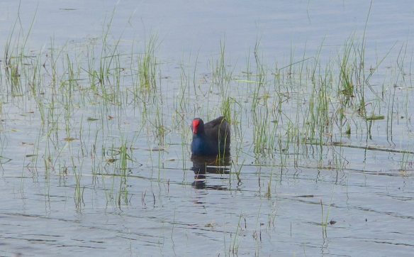 14.Purple Swamphen