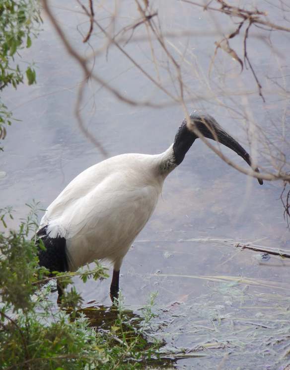 16.Australian white ibis