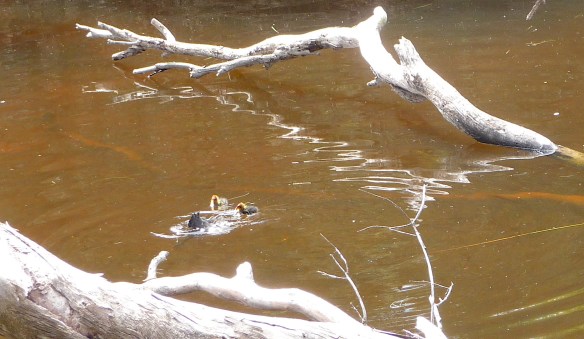 5.Eurasian Coot chicks