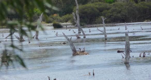 7.nesting Black Swan