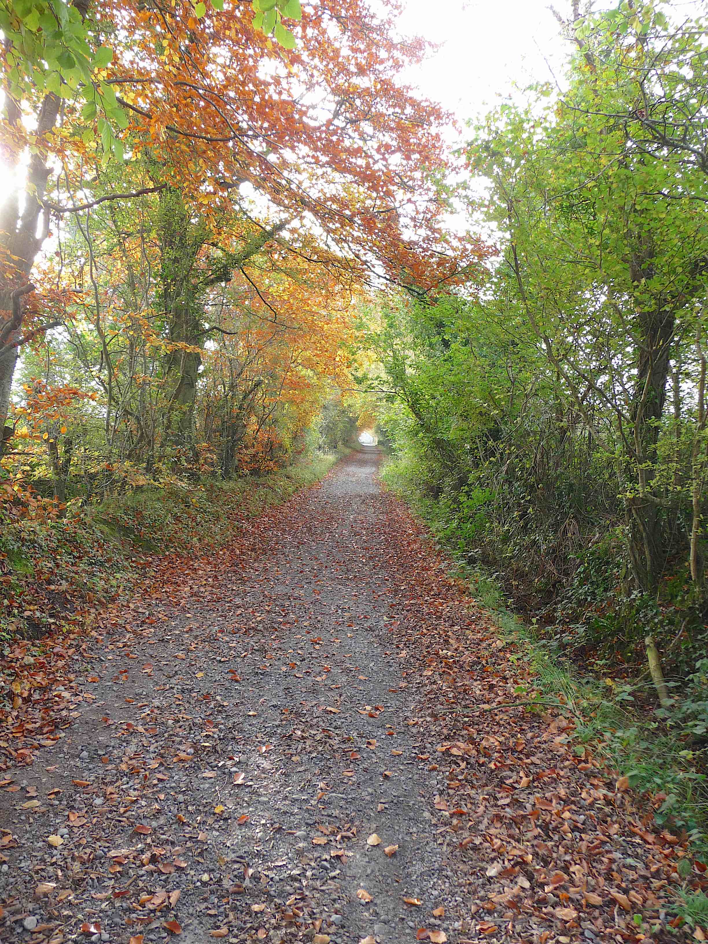 9.Grand Canal walk, Edenderry