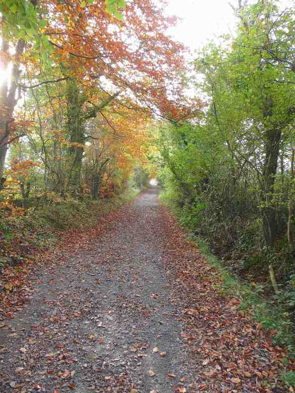 9.Grand Canal walk, Edenderry