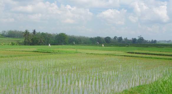 3.rice paddies