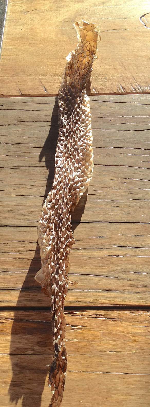 4.snake skin