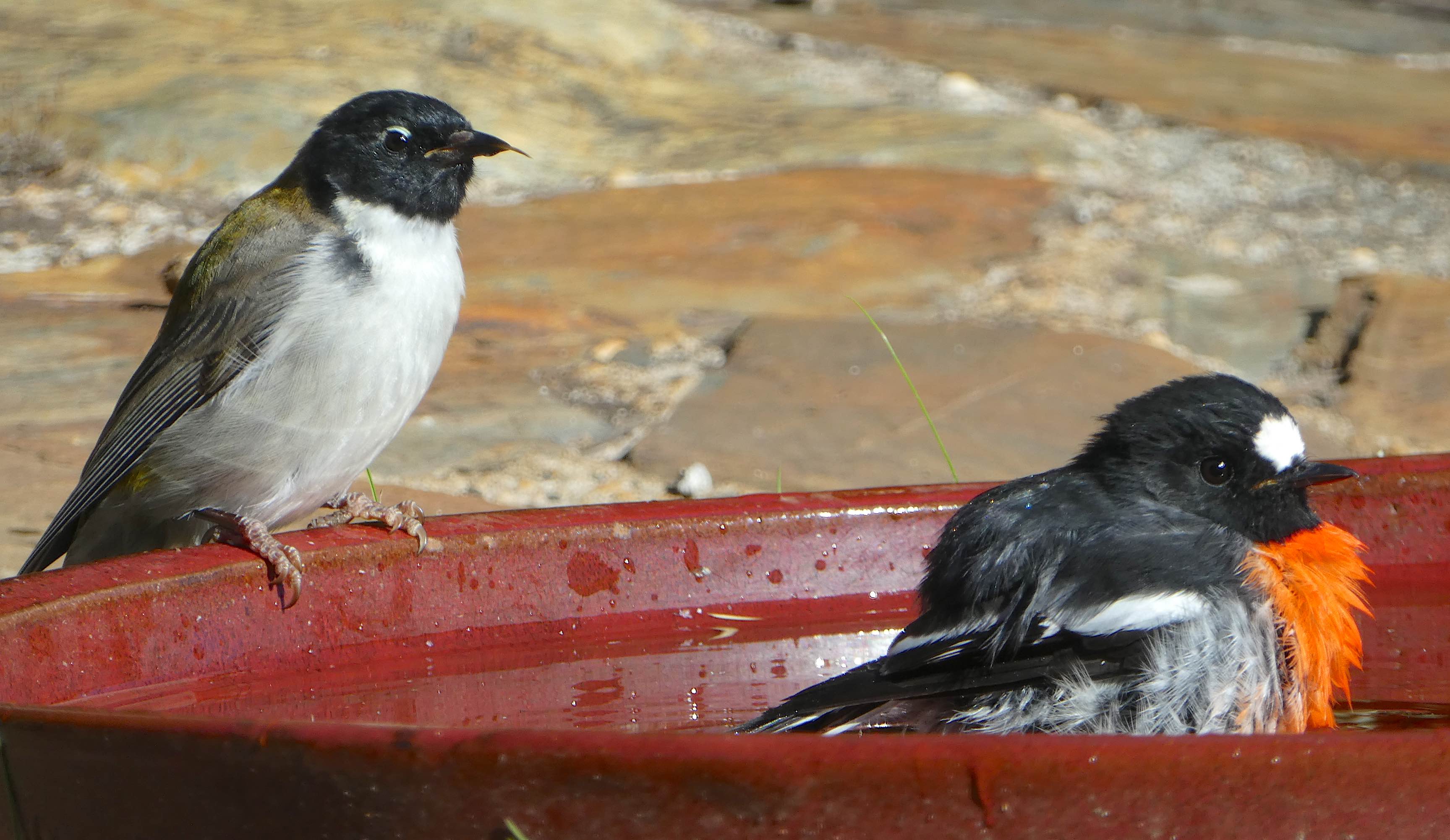 10.robin &amp; friend