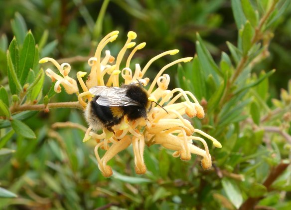 2.bumble bee