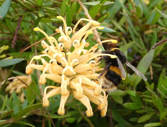 6.bumble bee