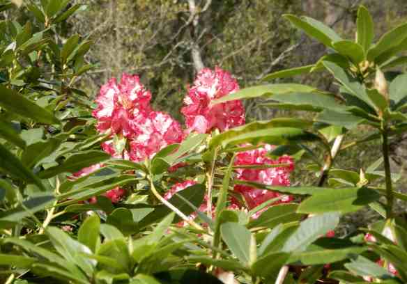 6.rhododendrons