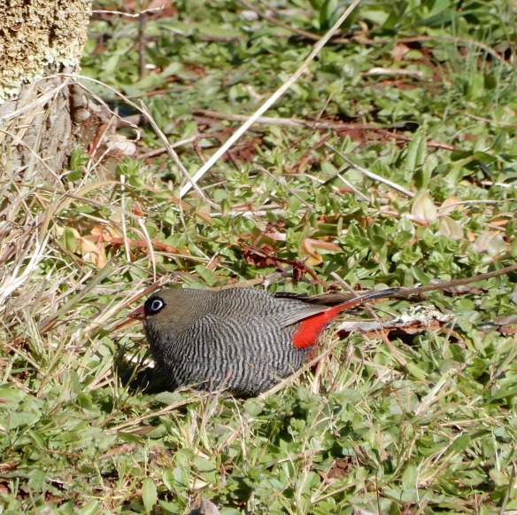 4.beautiful firetail