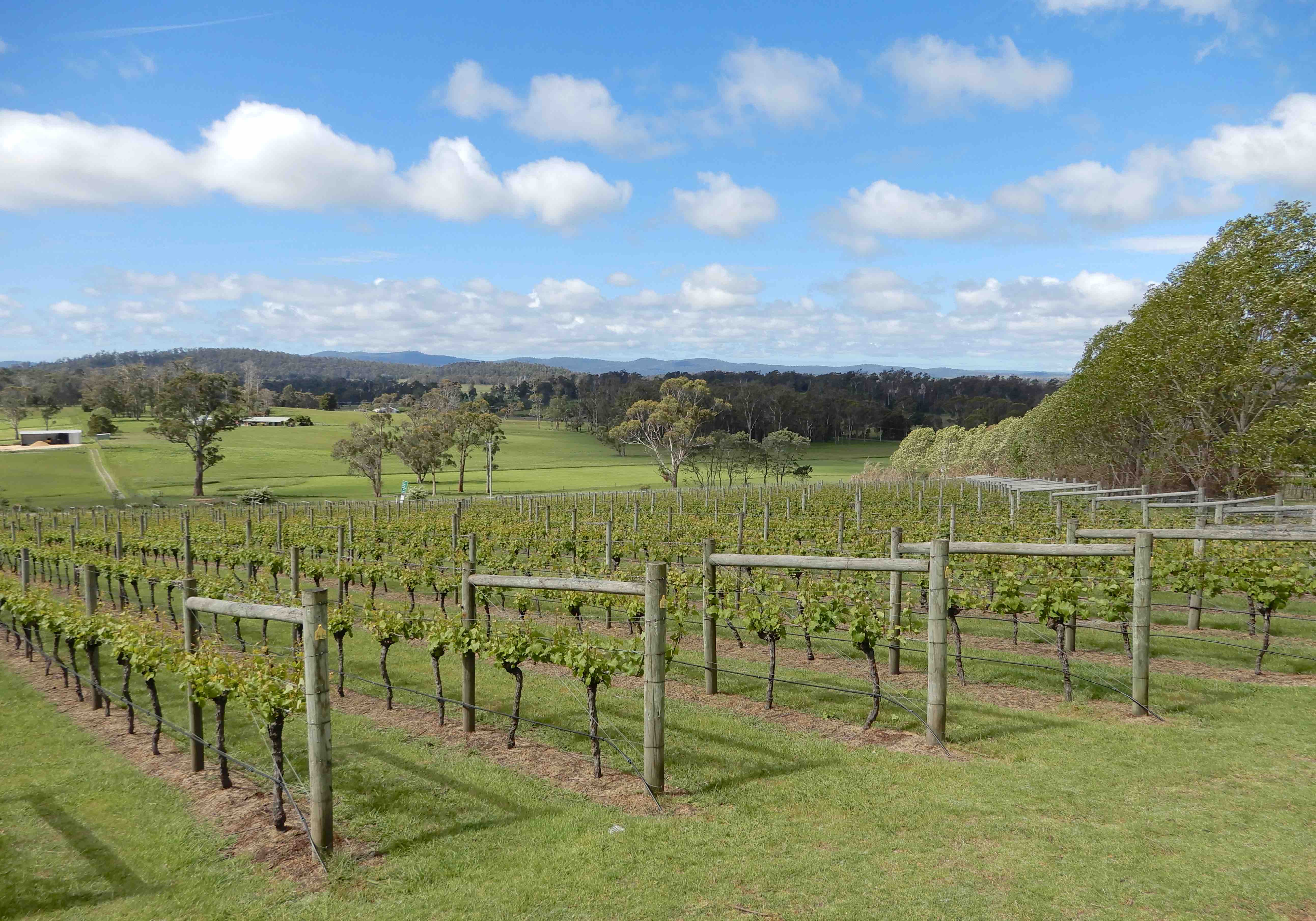 38.Moores Hill Vineyard