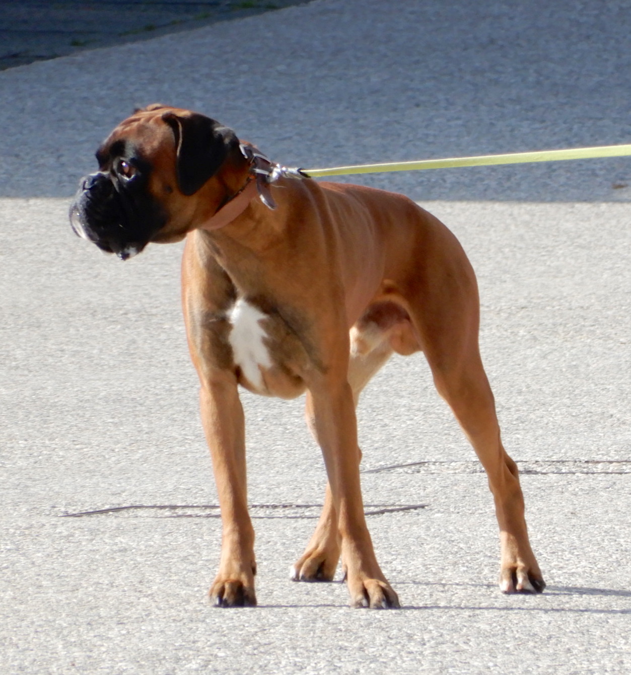 13.boxer &amp; friend