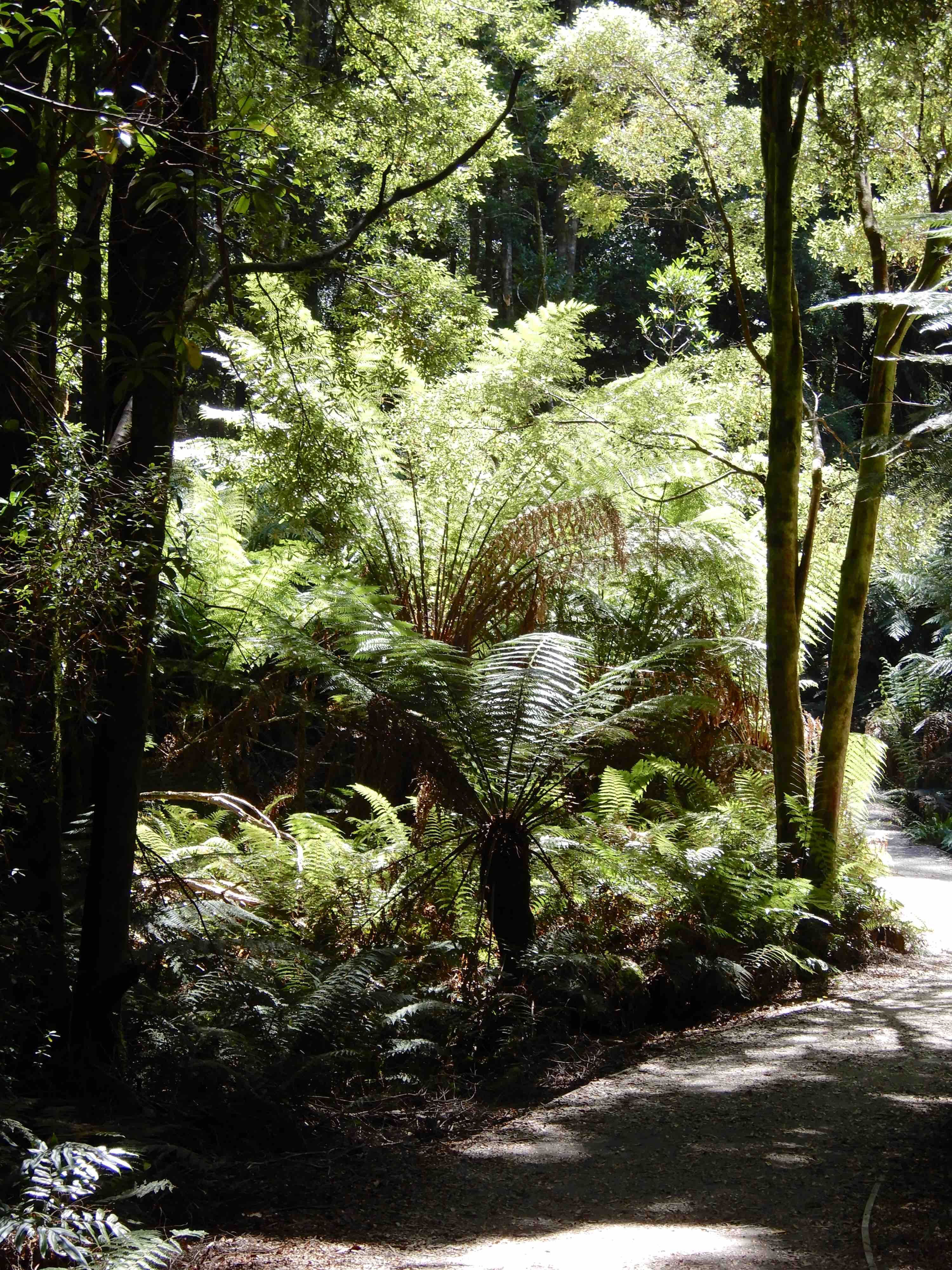 9.ferns