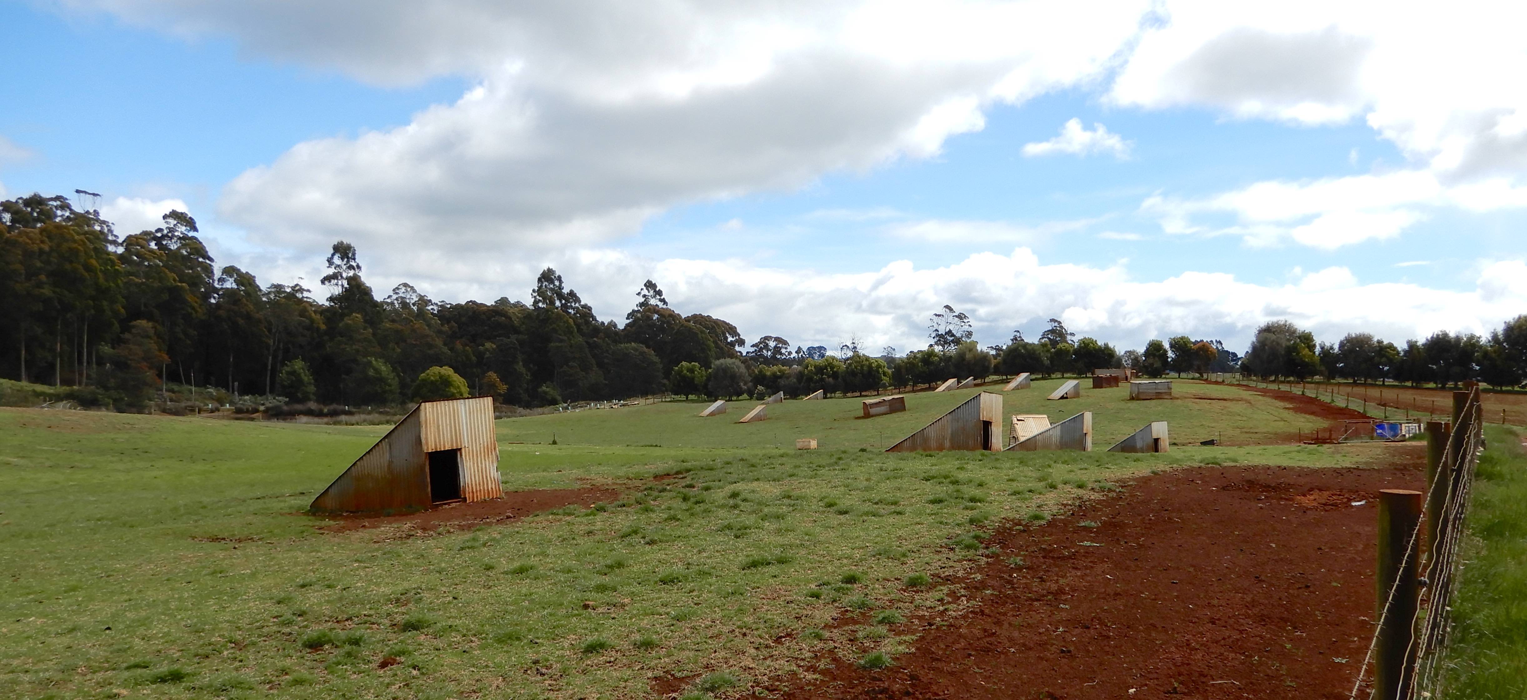40.pig pastures