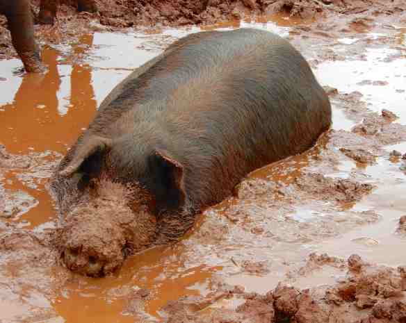 47.pig in mud
