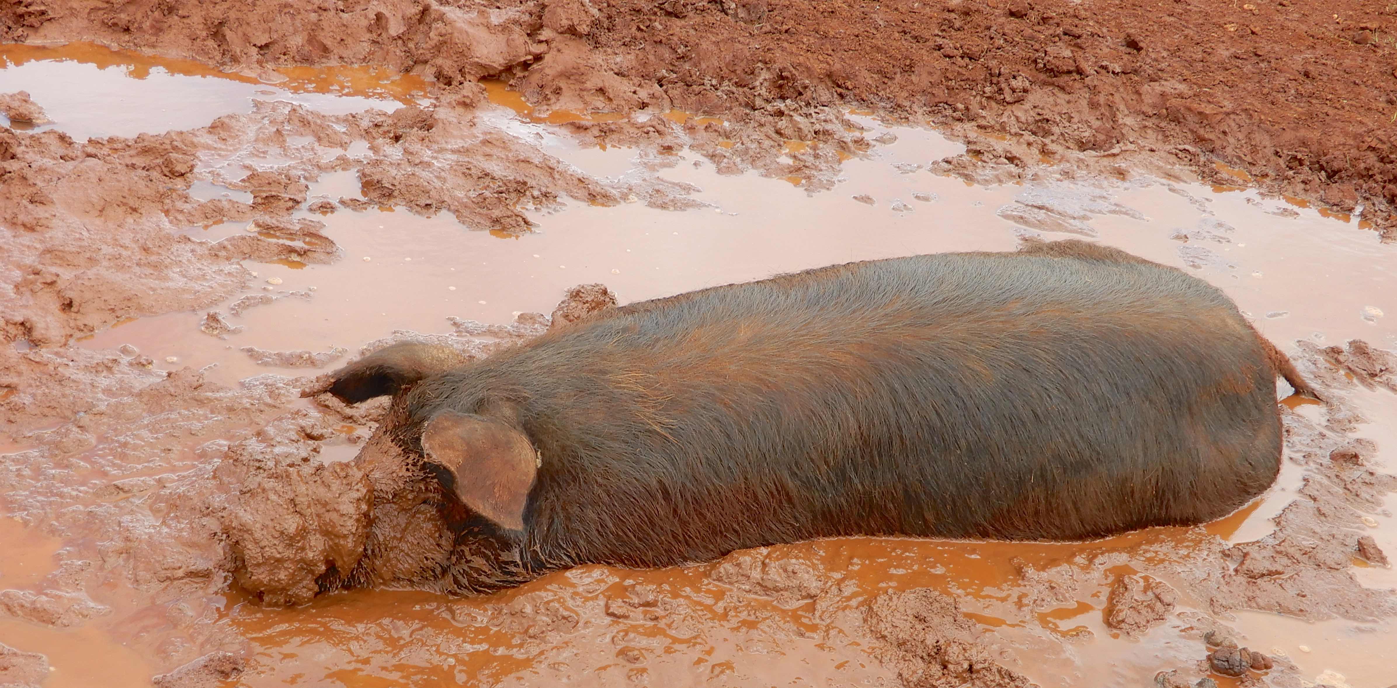 48.pig in mud