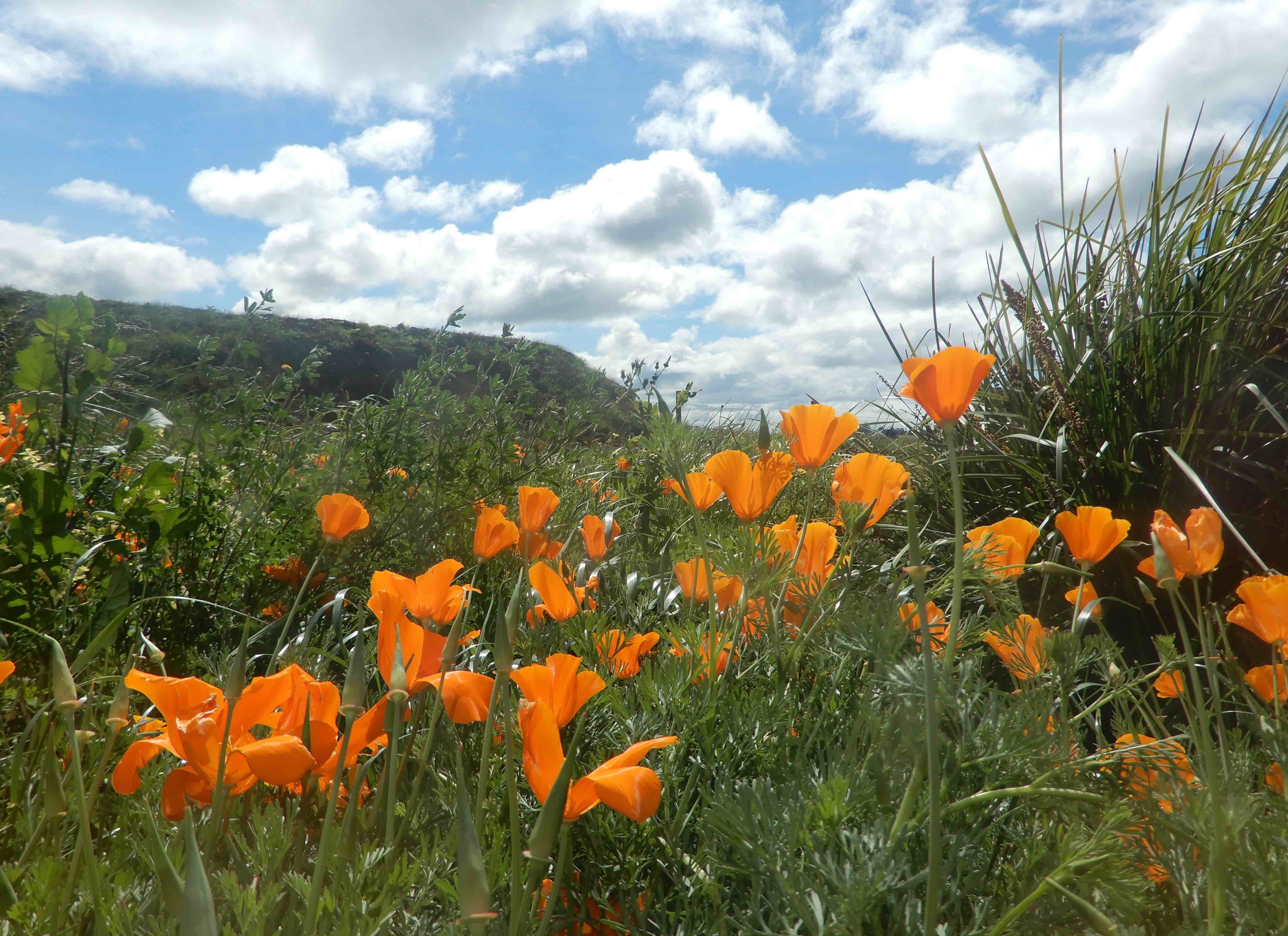 8.view from dining room