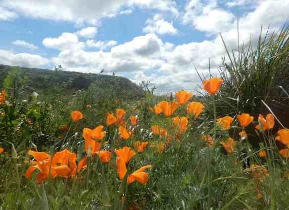 8.view from dining room
