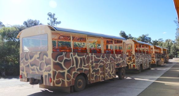 2.Safari Bus