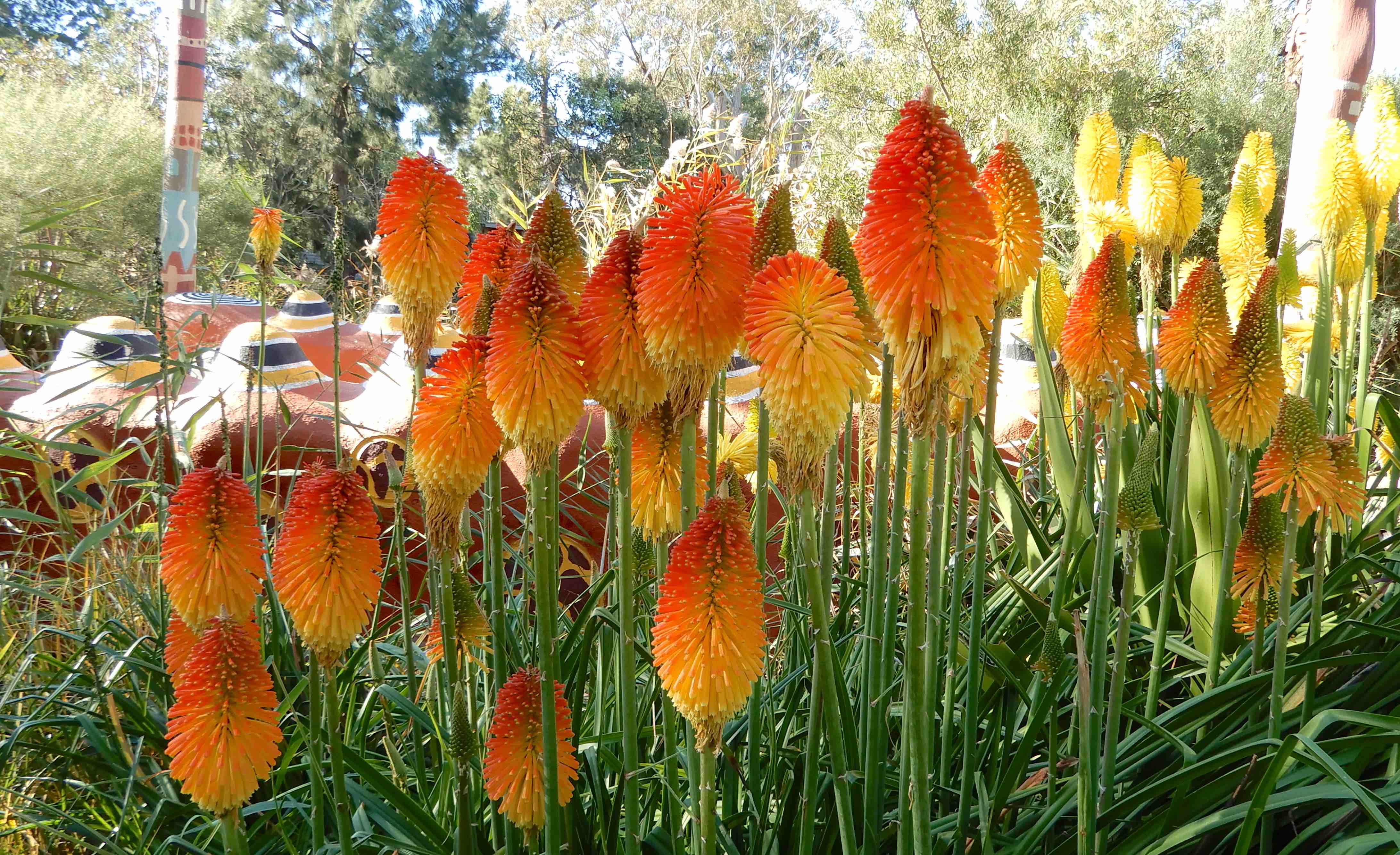 31.Kniphofia