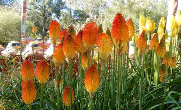 31.Kniphofia