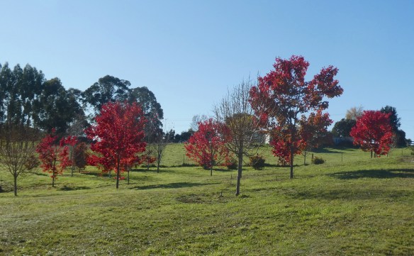 15.liquidambar