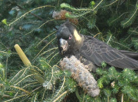 11.yellow tailed black cockatoo