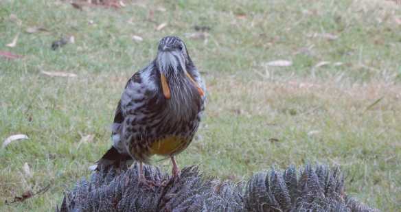 12.yellow wattlebird