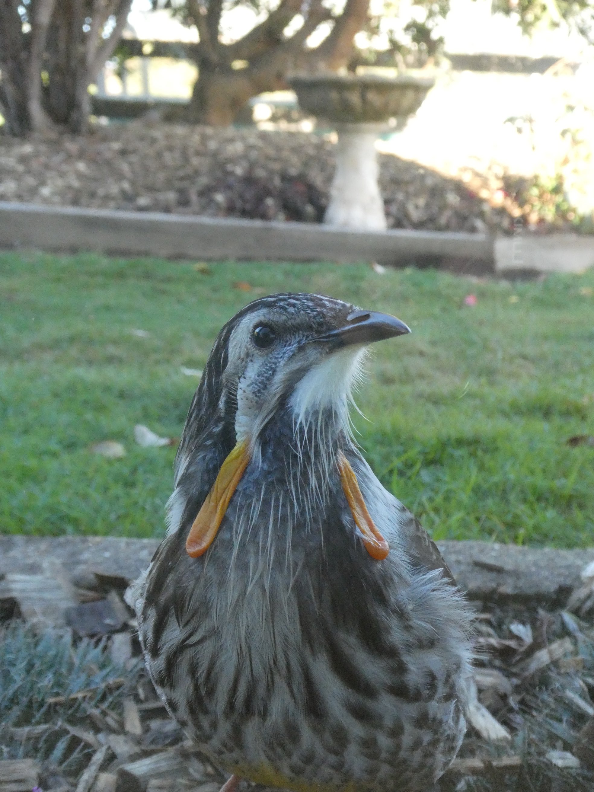 20.yellow wattlebird