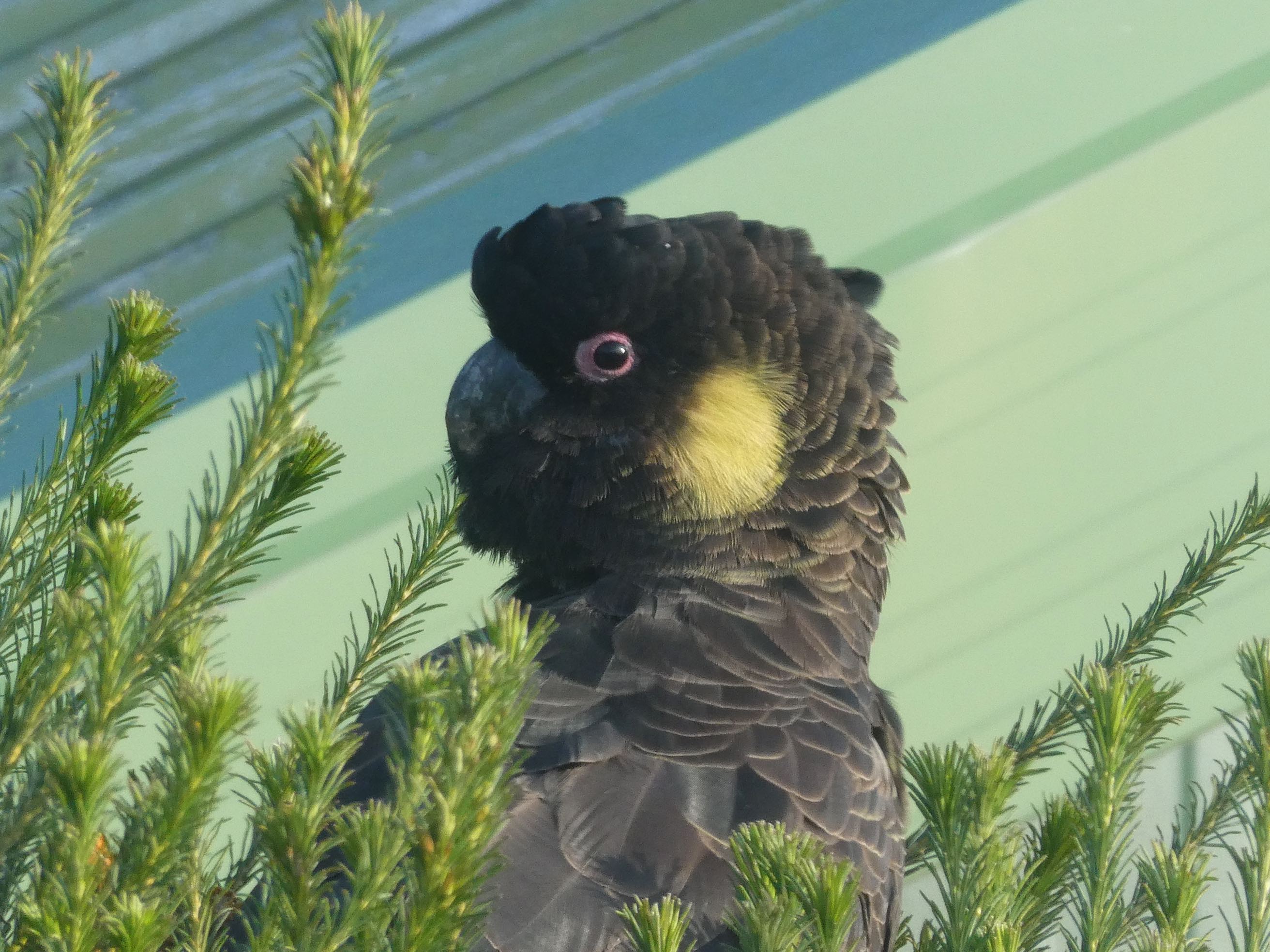 8.yellow tailed black cockatoo